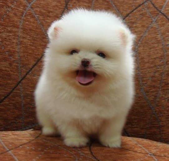 女生卖宠物狗：用爱心与专业编织温暖纽带