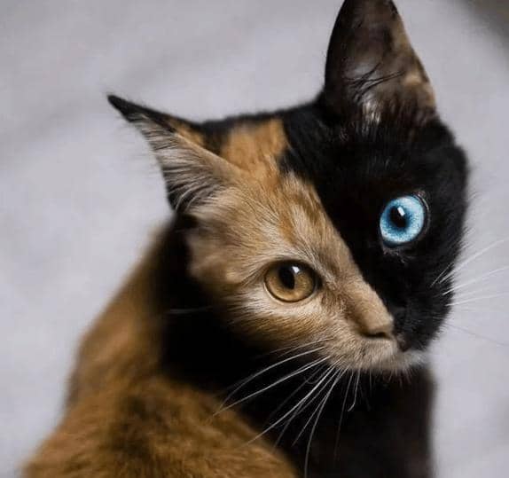 大宠物狗类型：温暖的家庭守护者