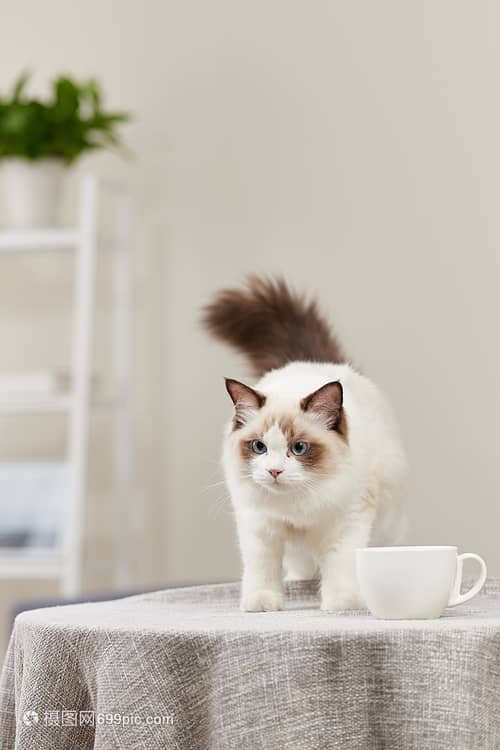 宠物狗家洗吹干：让毛孩子享受舒适的居家SPA体验