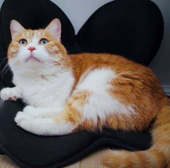 宠物狗送信物：毛孩子用独特方式表达爱意