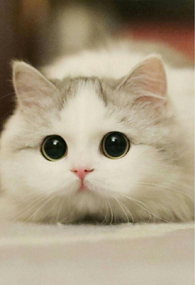 宁德宠物狗收留：给流浪毛孩子一个温暖的家