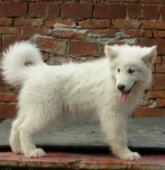 宠物狗笼养利弊