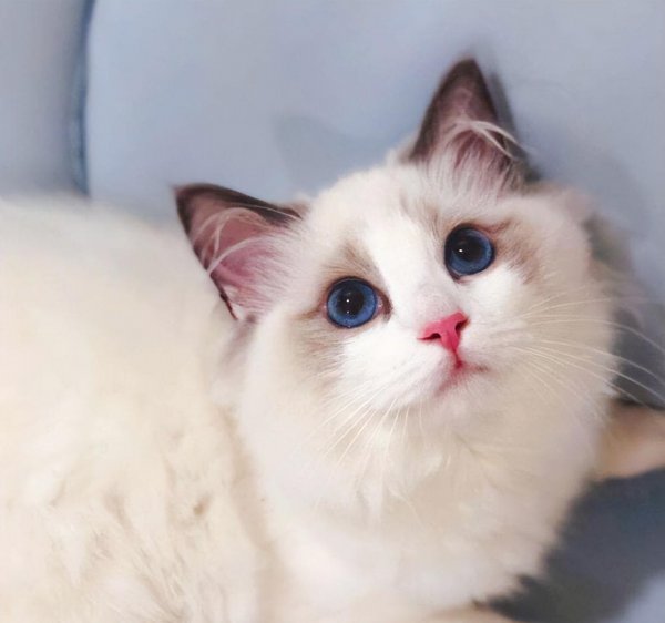 宠物狗水杯夹：让爱宠喝出仪式感的小神器