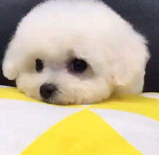 宠物狗欺负驴子：一场农场里的小霸王日常