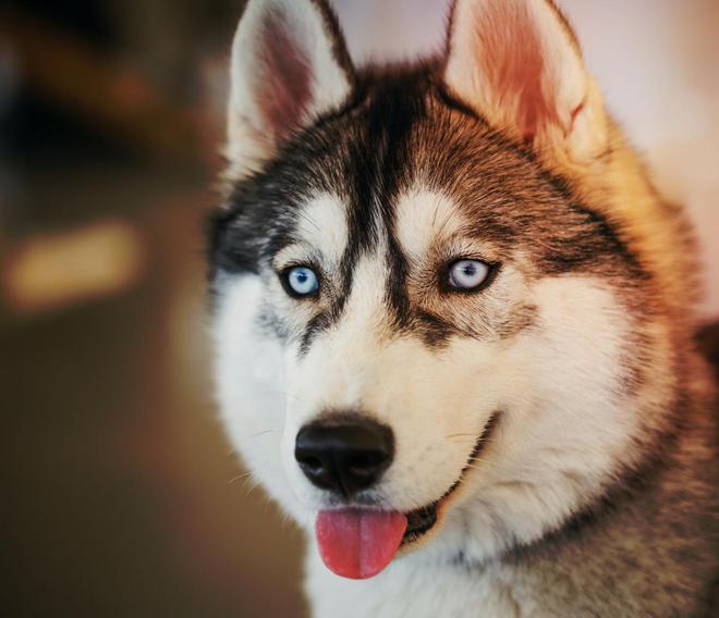 宝鸡宠物狗绝育：让爱更长久，让陪伴更安心