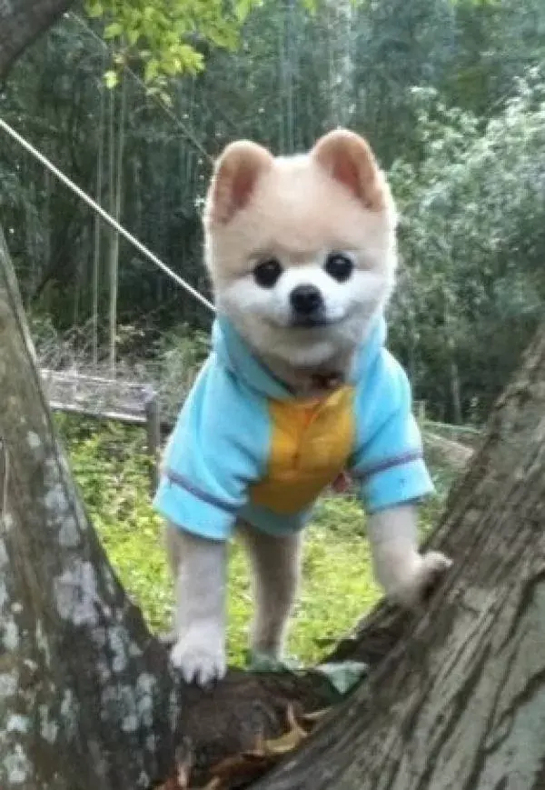 宠物狗反抗咬人：当毛孩子用牙齿表达情绪