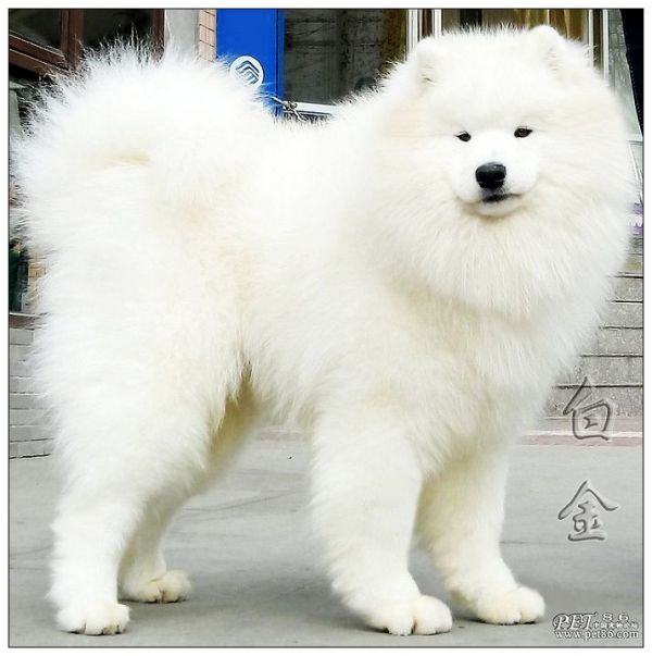 宠物狗相关线索：从日常细节中发现爱意与健康的密码