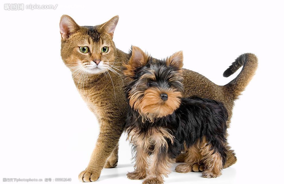 宠物狗串串直播：萌宠日常的治愈力与陪伴温度