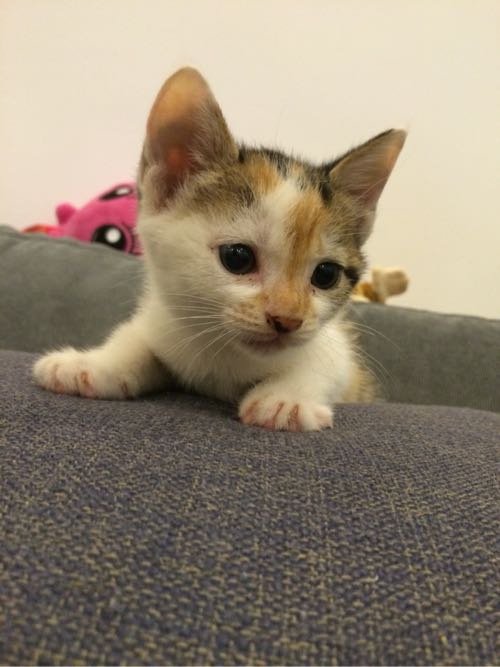 宠物狗小狗与大狗：体型差异背后的爱与陪伴