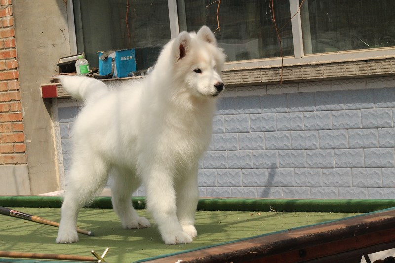 宠物狗最聪明的狗