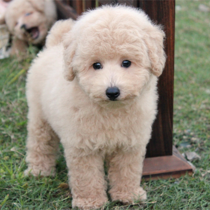 宠物狗人气榜：谁是最受欢迎的毛孩子？