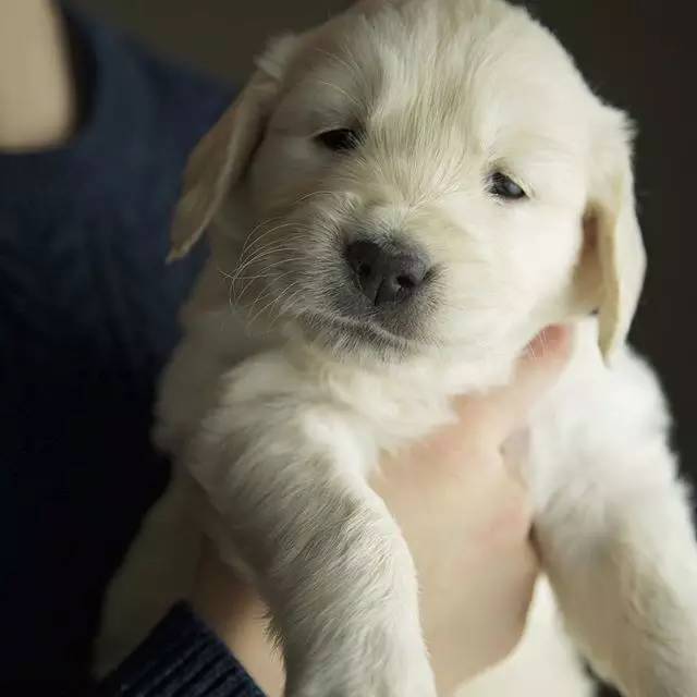 宠物狗 配乐：用音乐点亮毛孩子的快乐时光