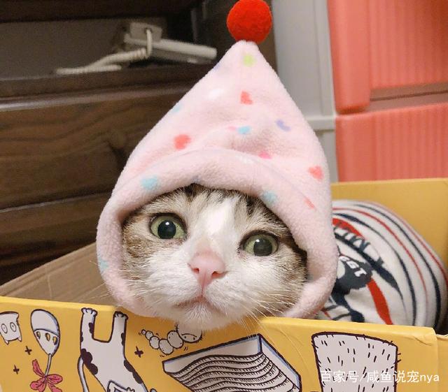 68斤宠物狗：当“小坦克”遇上温柔主人