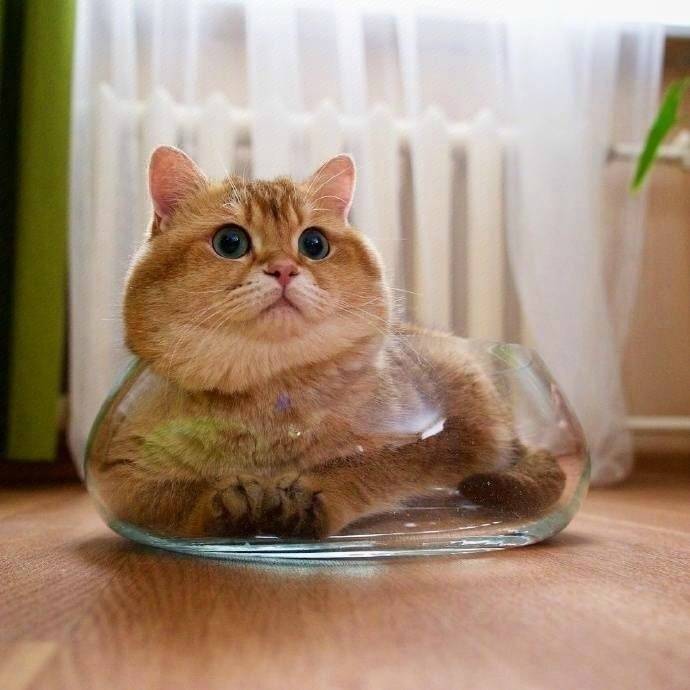 大马猴宠物狗：毛茸茸的家庭喜剧演员