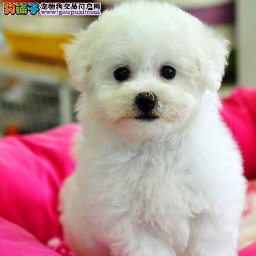 宠物狗拿货东北：从东北犬市到温馨家庭的温暖旅程