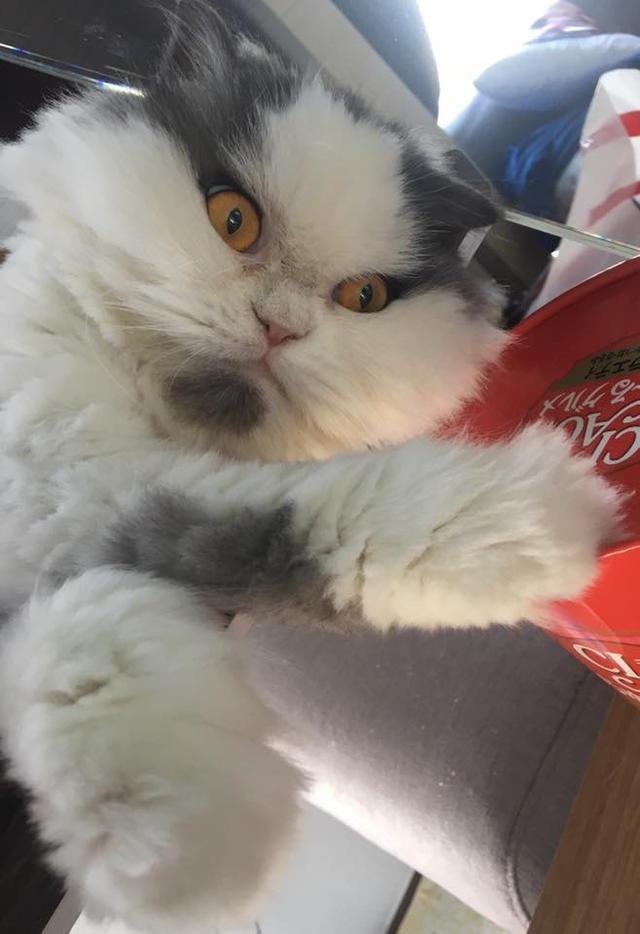 宠物狗救助筹款：用爱温暖流浪的它们