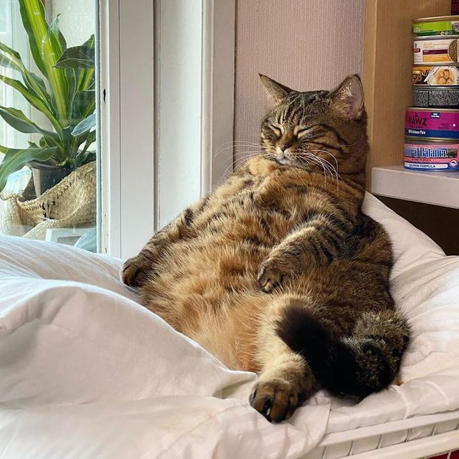 烟台宠物狗剪毛：让毛孩子清爽过夏的温柔守护