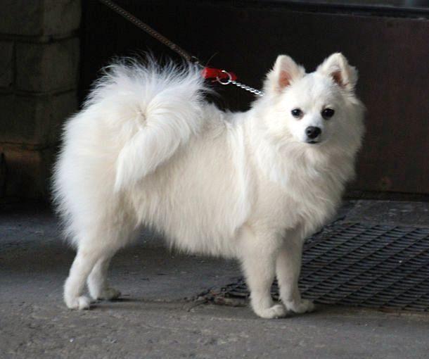 宠物狗cos面具：让汪星人变身萌系达人