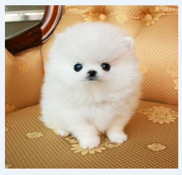 宠物狗敌视婴儿：当毛孩子遇上小天使的微妙关系