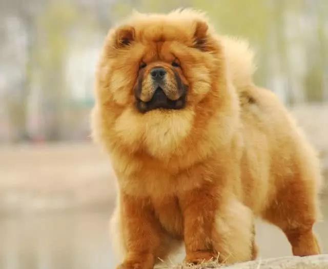 上海机场宠物狗：那些毛茸茸的旅行小英雄