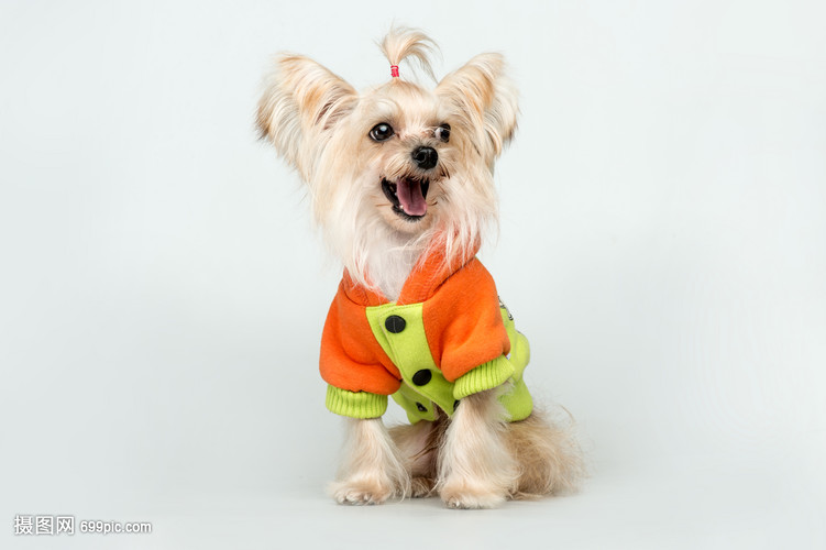 固安宠物狗价格