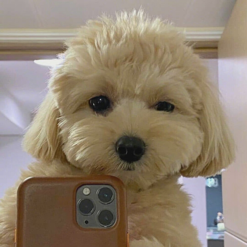 睡垫宠物狗：温暖陪伴的柔软港湾