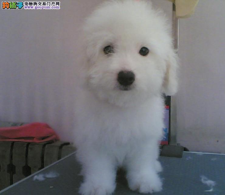 宠物狗夏天食谱：清凉一夏，健康相伴