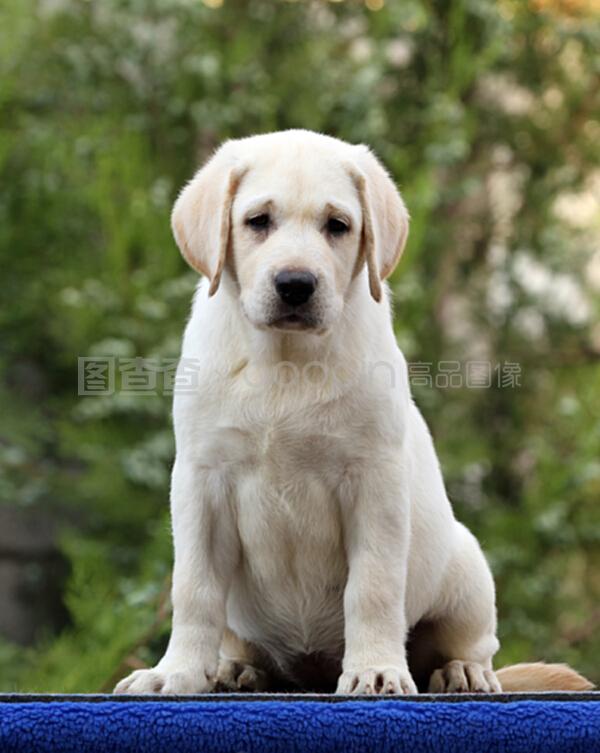 安丘宠物狗领养：给流浪毛孩一个温暖的家