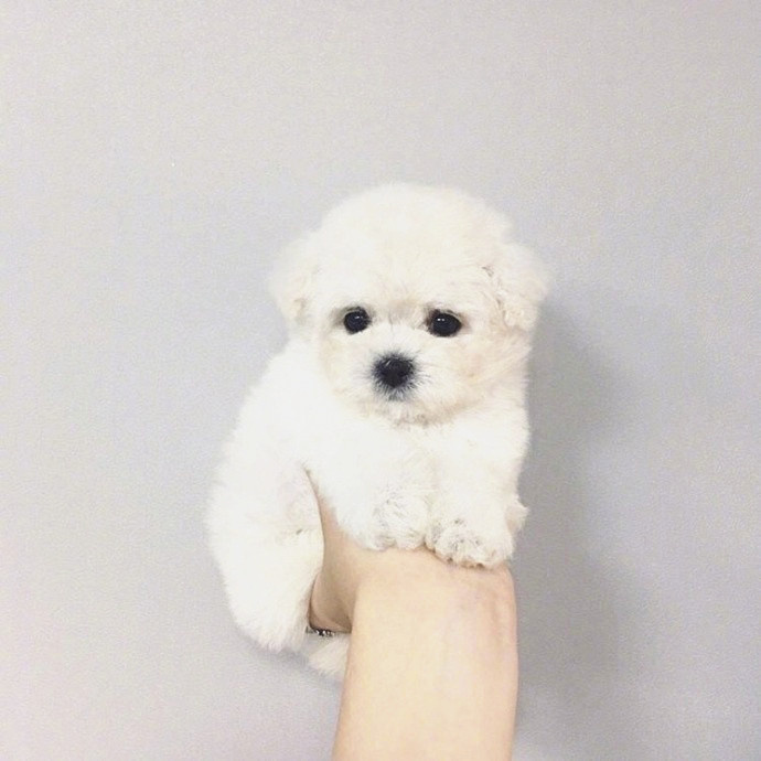 宠物狗巴南：一只治愈系萌犬的暖心日常