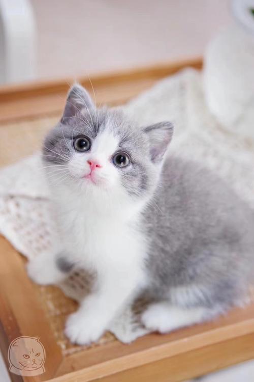 合肥宠物狗哪里检测：守护毛孩子的健康指南