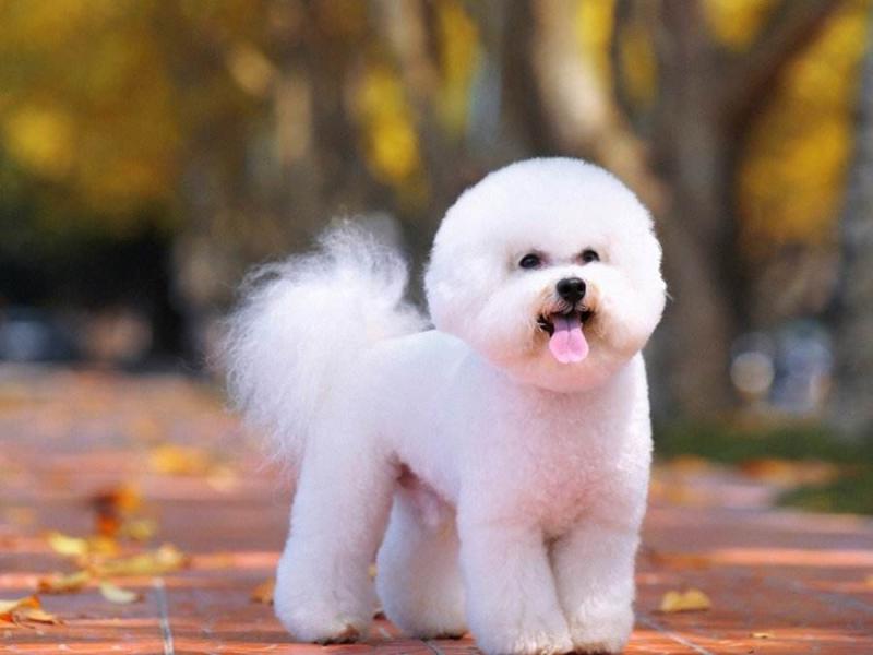 宠物狗从小怎么教训狗