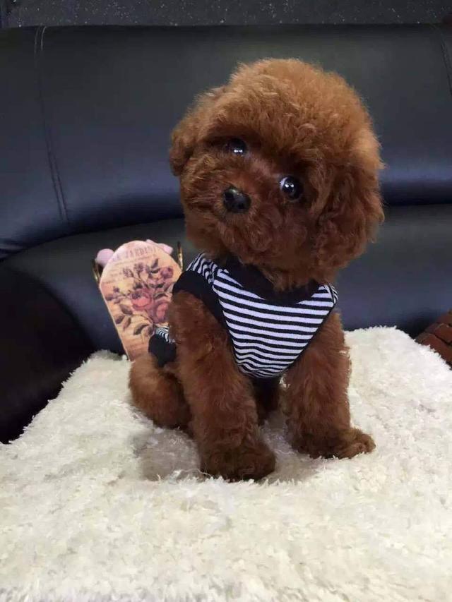 宠物狗出售固始：寻找你的毛茸茸家人