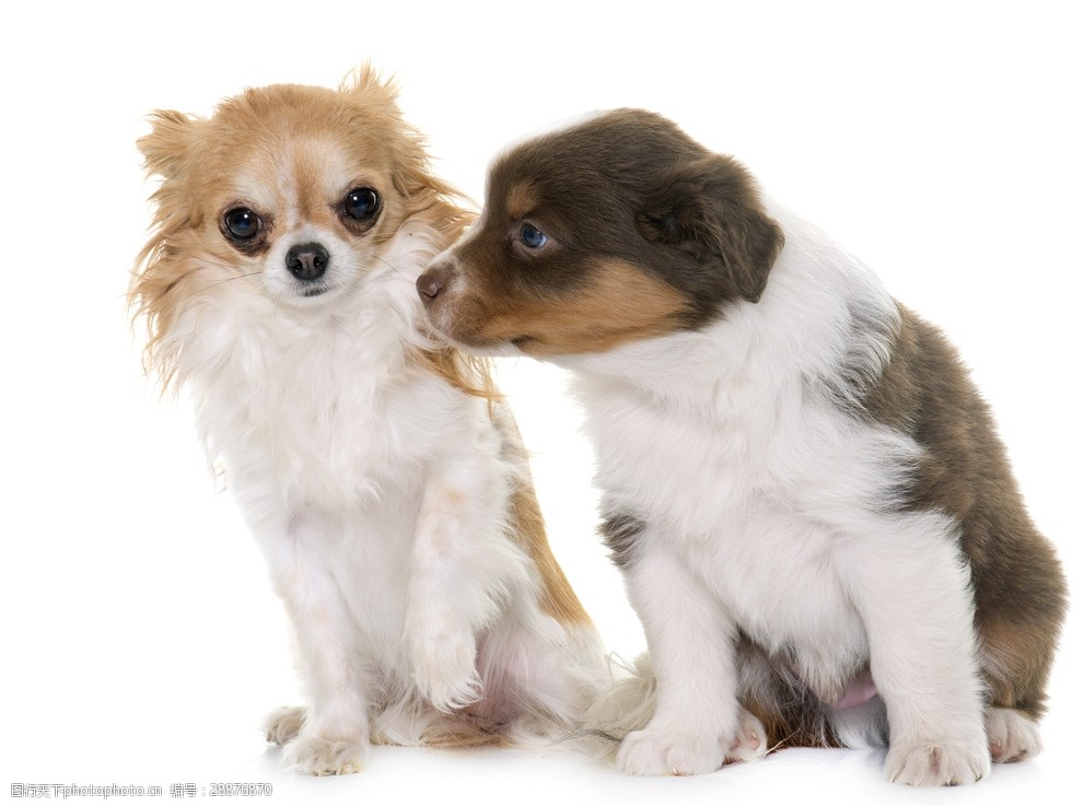 宠物狗幼犬出售乐山