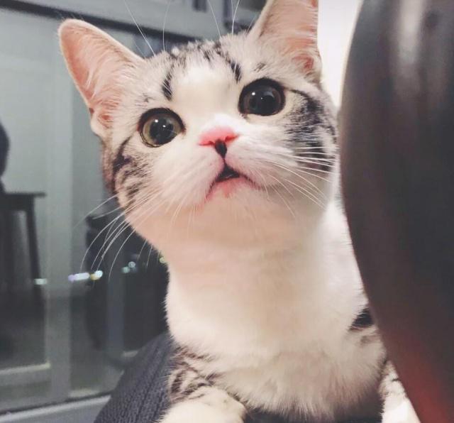 宠物狗买卖曝光：当爱犬沦为商品，谁在受伤？