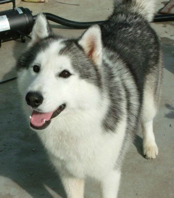 喜欢模仿宠物狗：当人类化身“汪星人”的奇妙日常