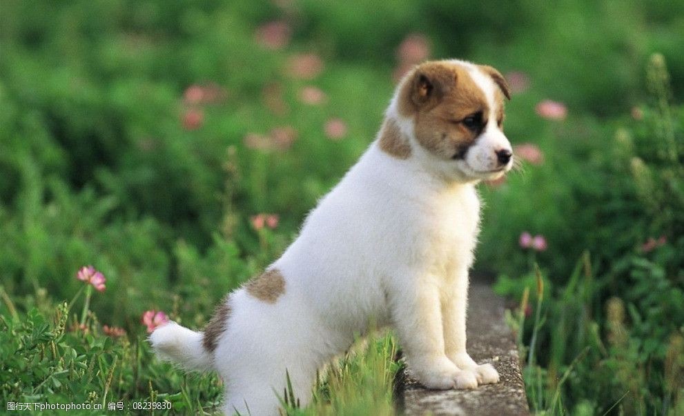 宠物狗像什么？它们是家庭中最治愈的小太阳