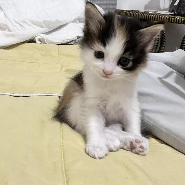 宠物狗涂药技巧