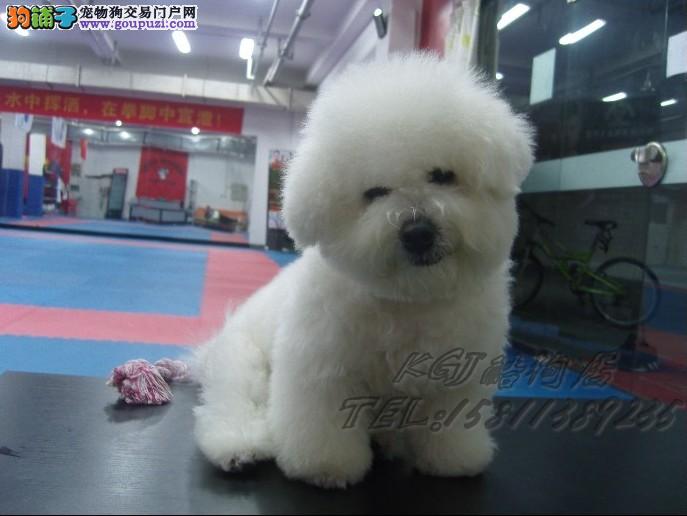 邯郸宠物狗回收：给流浪毛孩子一个温暖的家